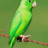 Green Parrotlet Paint By Numbers