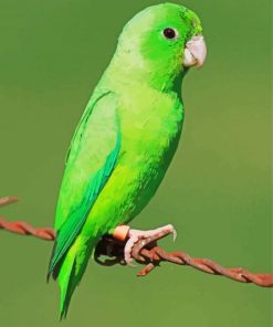 Green Parrotlet Paint By Numbers