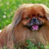 Small Pekingese Dog Paint By Numbers