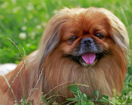 Small Pekingese Dog Paint By Numbers