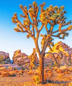 Joshua Tree Paint By Numbers