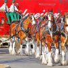 Budweiser Clydesdales Paint By Numbers