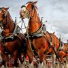 Budweiser Clydesdales Horses Paint By Numbers