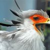 Close Up The Secretarybird Paint By Numbers
