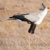 Lonely Secretary Bird Paint By Numbers
