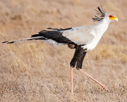 Lonely Secretary Bird Paint By Numbers 