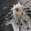 Monochrome The Secretarybird Paint By Numbers
