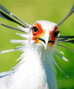 The Secretarybird Paint By Numbers