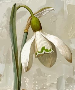 Galanthus Flower Paint By Numbers